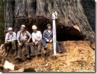 Protecting old-growth forests means that some foresters may have less work